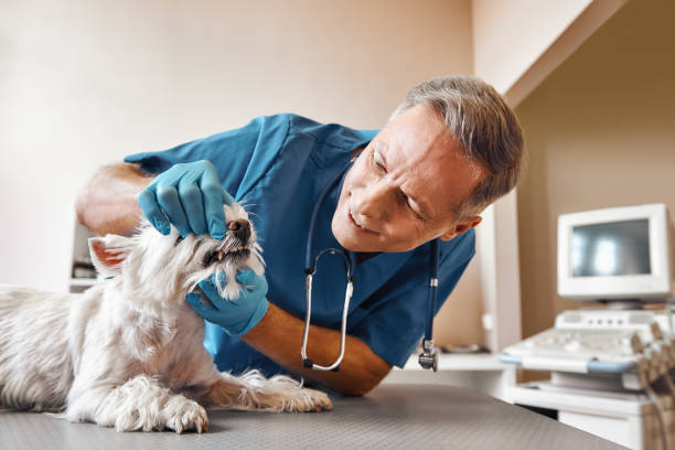 Best Same-Day Emergency Dentist in Brownsville, KY